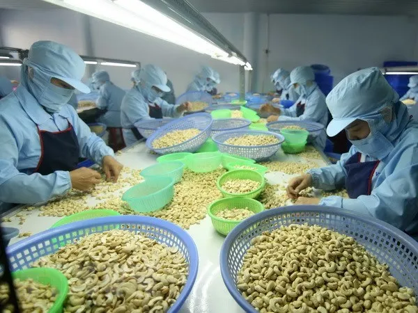 Comprehensive advanced technology is crucial to improve cashew processing industry. (Photo: VNA)