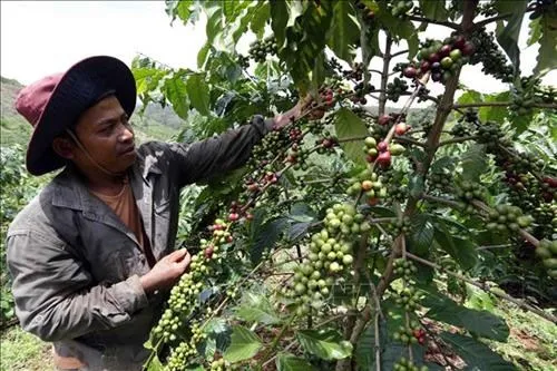 A farmer takes care of his coffee plant in Dak Glong district, Dak Nong province (Photo: VNA)