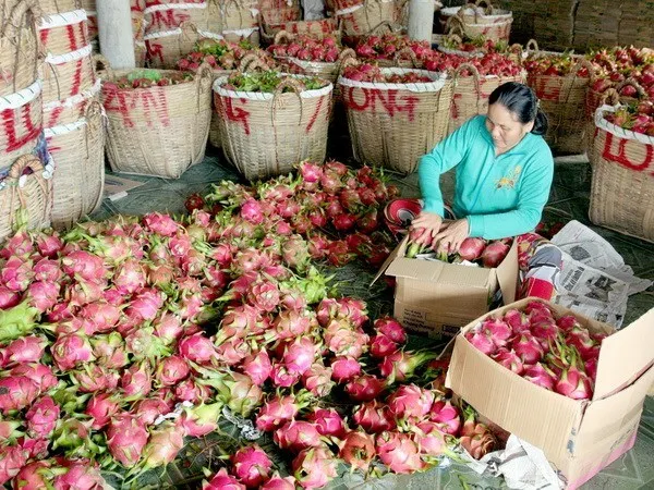 Dragon fruits (Photo: VNA)