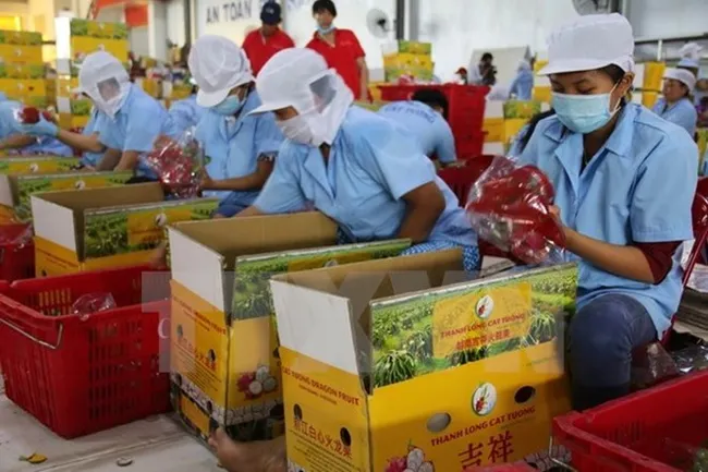 The export value of fruit and vegetable in the first four months of 2018 has exceeded earnings from crude oil for the first time ever. (Photo: VNA)