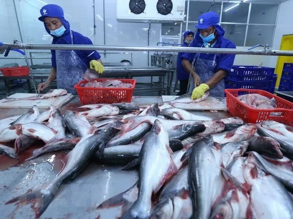 Workers process tra fish at a factory of the Southern Fishery Industries Co. Ltd in Can Tho city (Photo: VNA)