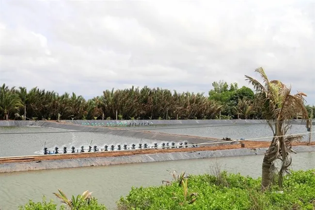 Shrimp breeding ponds in Tien Giang province’s Go Cong Dong district (Photo: VNA)