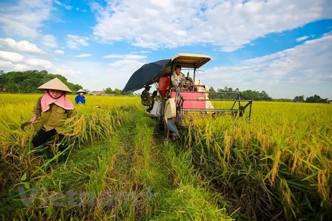 Tra Vinh province plans to create large-scale rice fields to increase productivity. (Photo: VNA)