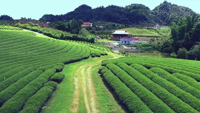 Mộc Châu Tea Hill