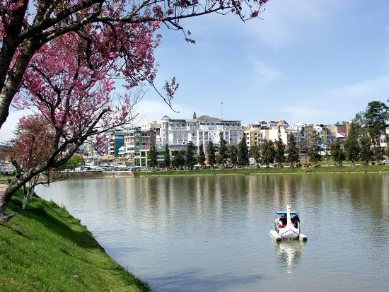 Cherry trees in Da Lat (Photo: VNA)