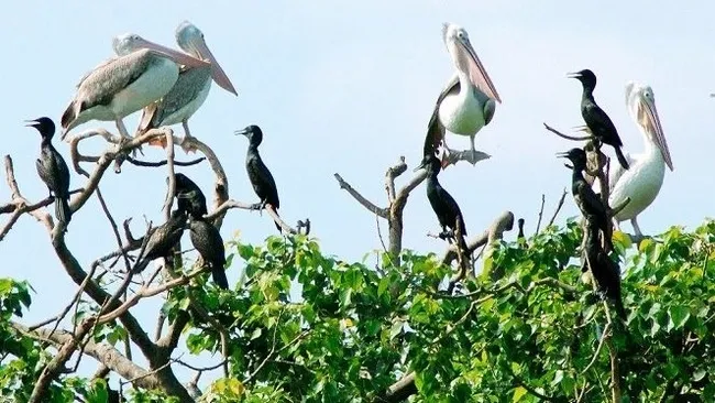 Since it ratified the Convention on Biological Diversity in 1994, Vietnam has made great strides in nature conservation and biodiversity preservation.