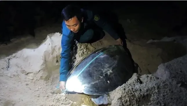 A staff member of Con Dao National Park monitors the reproductive activities of sea turtles in Bay Canh Islet. (Photo: NDO/Le Anh Tuan)