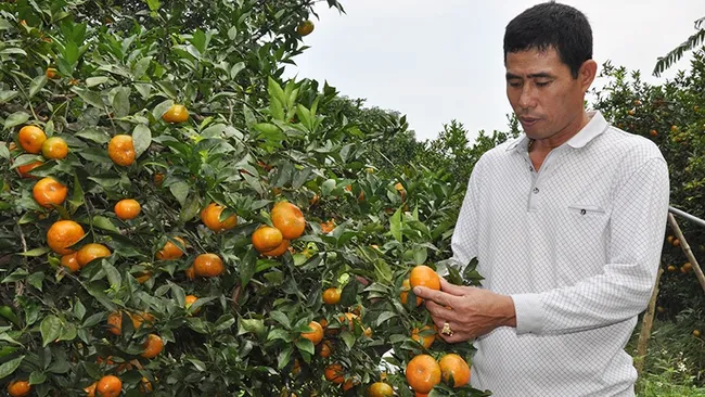 Van Don orange will be showcased at the fair in Hanoi (illustrative image)