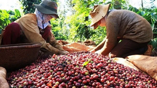 From October 2017 to September 2018, Vietnam shipped more than 29.9 million bags of coffee abroad and earned US$3.48 billion. (Illustrative image)