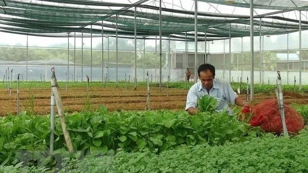 Illustrative image (Photo: VNA)