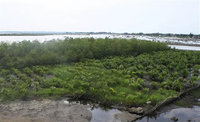 A mangrove forest in Quang Dien district of Thua Thien-Hue province (Photo: VNA)