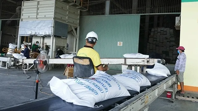 CPTPP opens opportunities to promote the export of various types of products including rice (illustrative image)