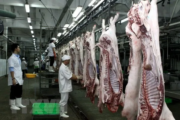 This year HCM City plans to open six slaughterhouses in Cu Chi and Hoc Mon districts, and shut down all the traditional slaughterhouses to ensure food safety. (Source: VNA)