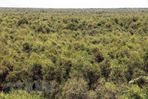 U Minh Ha cajeput forest in Ca Mau province (Photo: VNA)