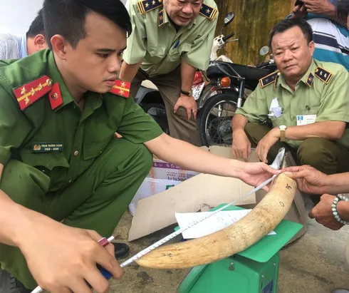 Nearly 20 kg of suspected elephant tusks are seized in Binh Dinh (Photo: Quyen Luu/Bao Tin Tuc