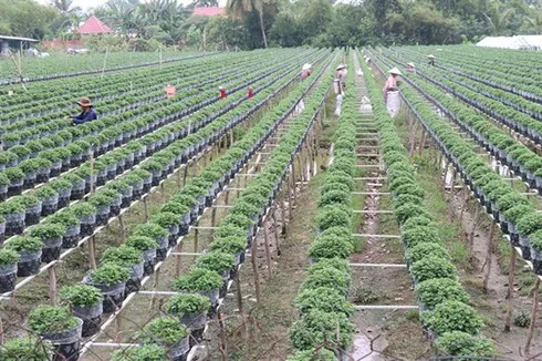 Farmers in Sa Dec city of Dong Thap province grow daisies for the busy Tet holiday period