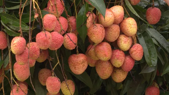 Vietnamese lychee fruits remain fresh when arriving in Japan.