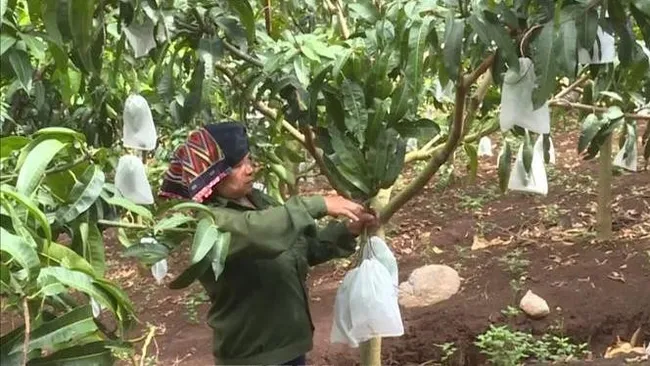 A member of the Thanh Dat fruit cooperative in Moc Chau district is picking up mangoes for exports. (Photo: VNA)