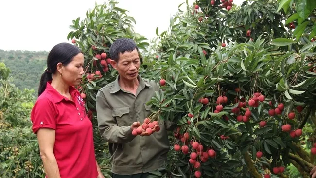 A lychee garden under VietGAP standards in Phi Dien commune, Luc Ngan district. (Photo: baobacgiang.com.vn)