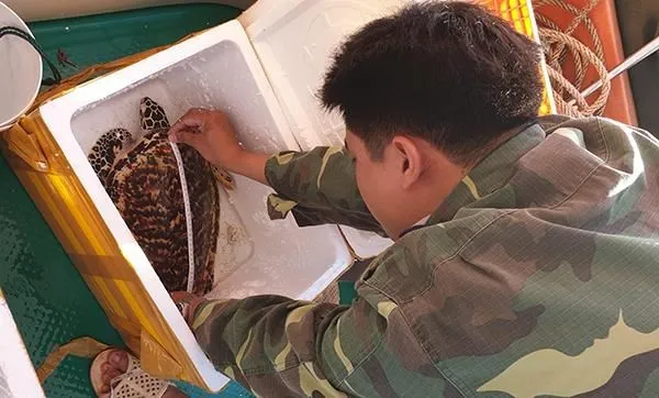 A staff member at Con Dao National Park measures the size of a turtle before releasing it into the sea.(Photo: VNA)