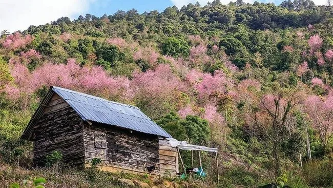 Cherry-like apricot trees are full blossoms, attracting numerous visitors. (Photo: NDO)