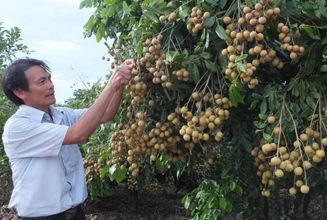 Son La longan (Source: danviet.vn)
