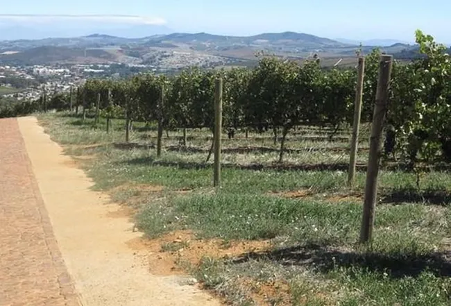 Grape farm in Cape Town, South Africa (Photo: VNA)