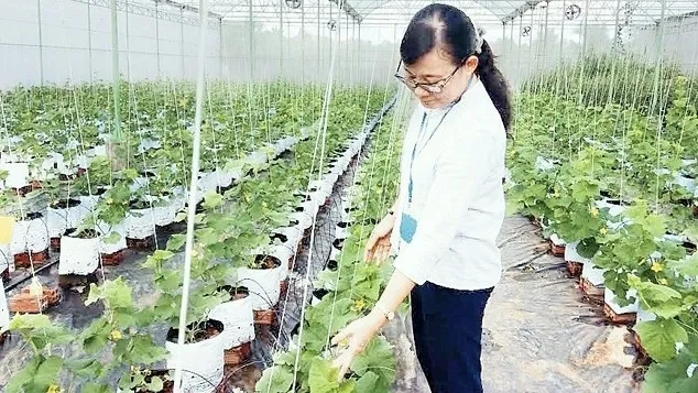A high-tech cucumber cultivation model in the Mekong Delta province of Ben Tre. (Photo: NDO/Tam Thoi)