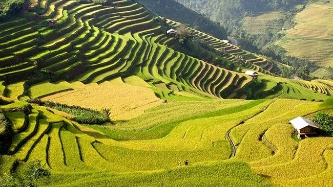 Terraced rice fields in Mu Cang Chai, Yen Bai province. (Photo: NDO/Son Trinh)