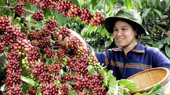 Vietnam has about 664,000 hectares of coffee plantations.