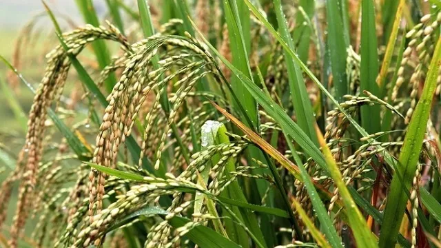 Vietnam’s ST25 rice honoured as best in the world at the Rice Trader World Rice Conference 2019. The country has been granted a quota of 55,112 tonnes of rice for export to the ROK. (Photo: VNA)