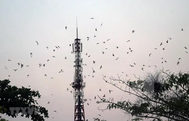 Swifts gather to their nestles in Giong Rieng district of Kien Giang province. (Photo: VNA)