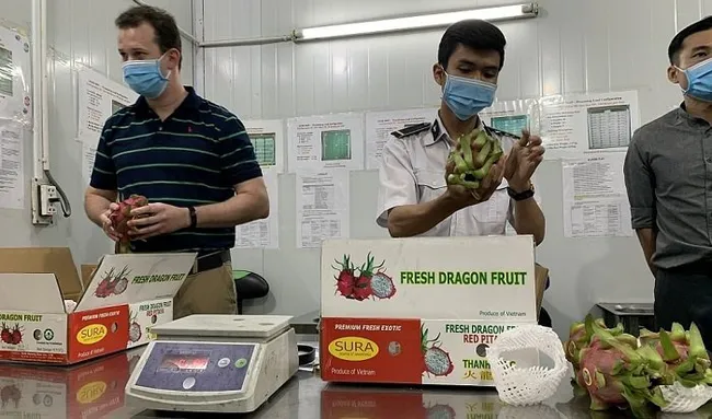 US expert Timothy Westbrook (L) and plant quarantine officials inspect dragon fruits to be exported to the US market.