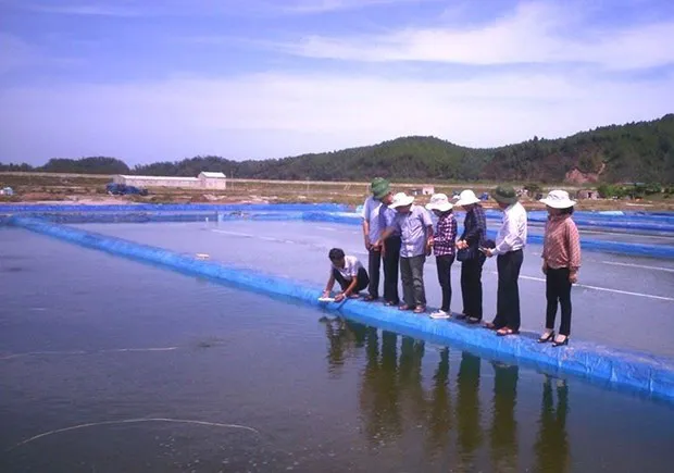 Nam Dinh still has about 3,000ha of clams, mainly in Giao Thuy and Nghia Hung districts, that would be able to meet ASC requirements. (Photo: khuyennongvn.gov.vn)