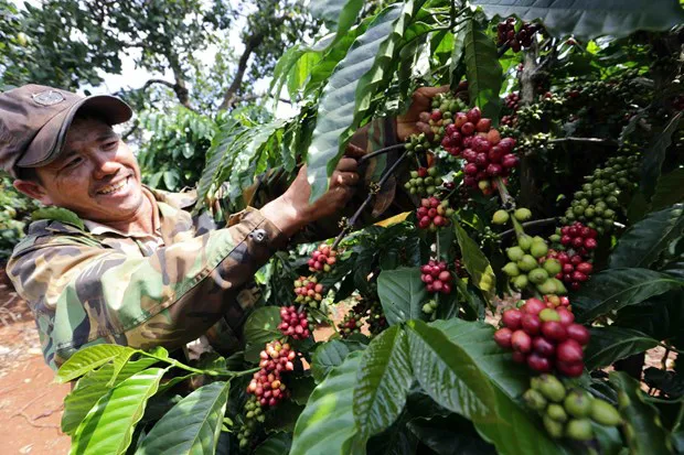 A farmer tends coffee trees in Ia Kla commune of Duc Co district, the Central Highlands province of Gia Lai. Coffee exports bring home more than 2 billion USD each year (Photo: VNA)