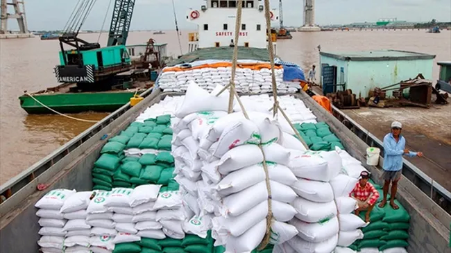 With a tax rate of 0%, Vietnam's rice exports are activated to conquer the EU market. (Photo: Nguyen Luan)