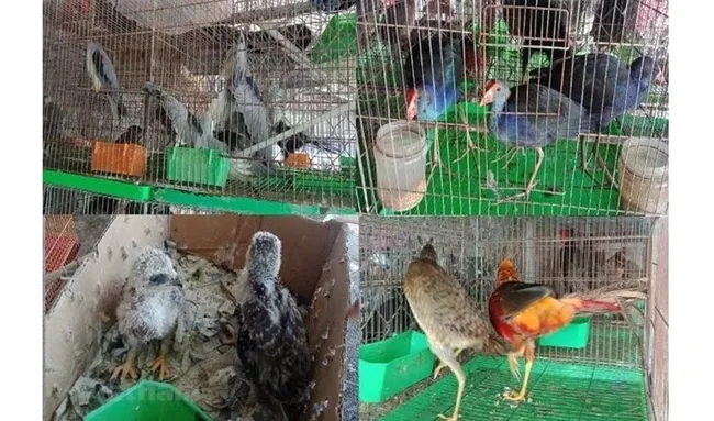 Wild birds sold at a market in the southern province of Long An (Photo: VNA)