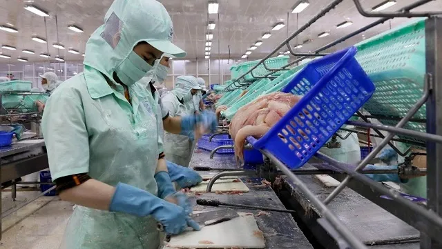 Tra fish processing in An Giang province. (Photo: VNA)