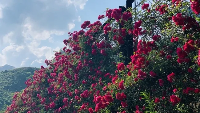 Sapa's rose valley recognised as the largest of this kind in Vietnam.