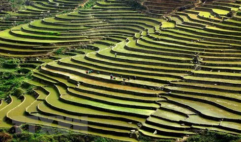 Terraced rice fields of Mong ethnic people in Ban Mu commune of Tram Tau district, Yen Bai province (Photo: VNA)