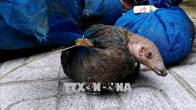 The wildlife supply chain increases the risk of coronavirus transmission to humans. (Photo: VNA)