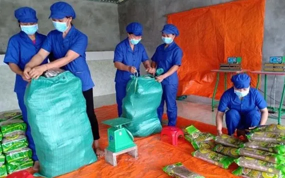 Canna vermicelli products packed at Tai Hoan Cooperative.