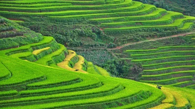 Sapa's terraced paddy fields on TripstoDiscover
