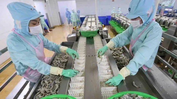 Processing shrimps for export (Photo: VNA)