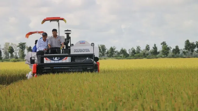 A rice field in An Giang Province (Photo: VNA)