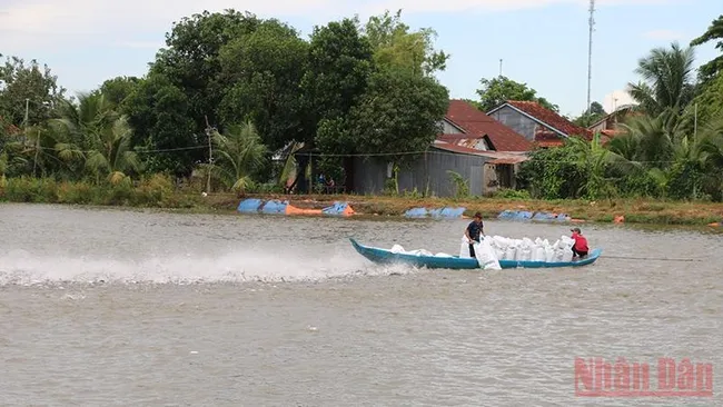 Tra fish farming area in Hong Ngu district, Dong Thap province (Photo: NDO)