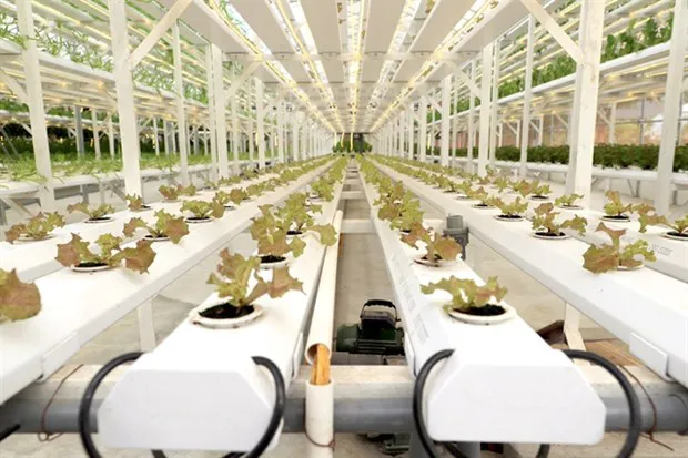 Clean vegetable production in the Ngoc Linh Hoa Lac high-tech agro-ecological zone, at Tien Xuan commune, Thach That district, Hanoi (Photo courtesy of Hanoi Department of Agriculture and Rural Development)