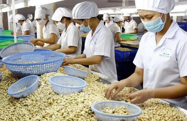 Vietnam remains the leading supplier of cashew nuts to the German market, thanks to stable supply and guaranteed quality. (Illustrative image)