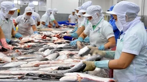 Tra fish export is expected to to hit 1.54 billion USD in 2021. (Photo: VNA)