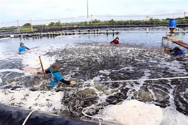 A shrimp farm in Tran De district, the Mekong Delta province of Soc Trang (Photo: VNA)